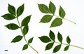 SpeciesSub: subsp. angustifolia SpeciesSub: subsp. angustifolia